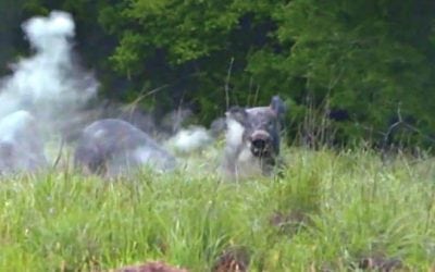 Headshot on Boar Sends Skull Fragment Projectile Out of Camera Frame