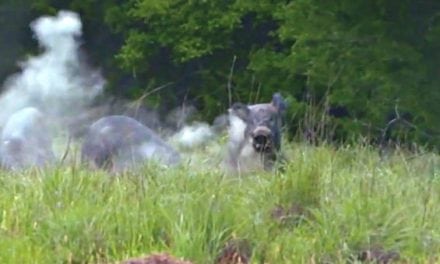 Headshot on Boar Sends Skull Fragment Projectile Out of Camera Frame