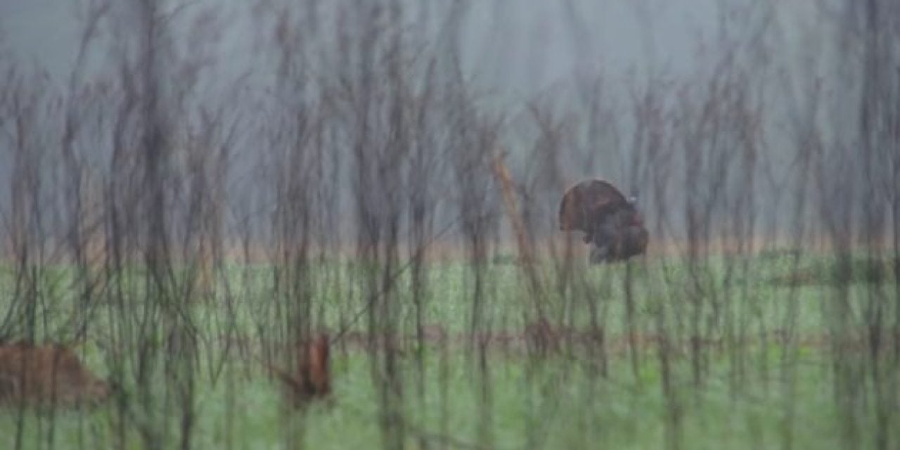 Here’s the New Turkey Season Anthem!