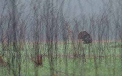 Here’s the New Turkey Season Anthem!