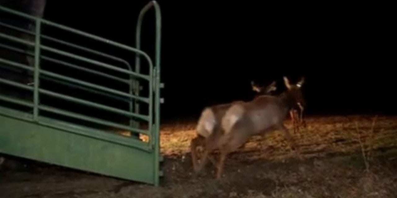 Here’s Video of Those Arizona Elk Arriving in West Virginia