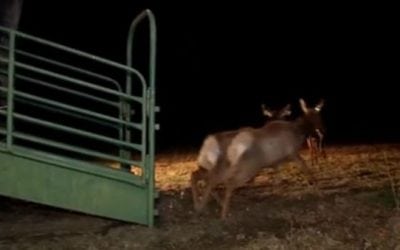 Here’s Video of Those Arizona Elk Arriving in West Virginia