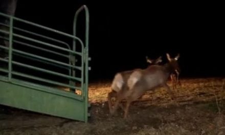 Here’s Video of Those Arizona Elk Arriving in West Virginia
