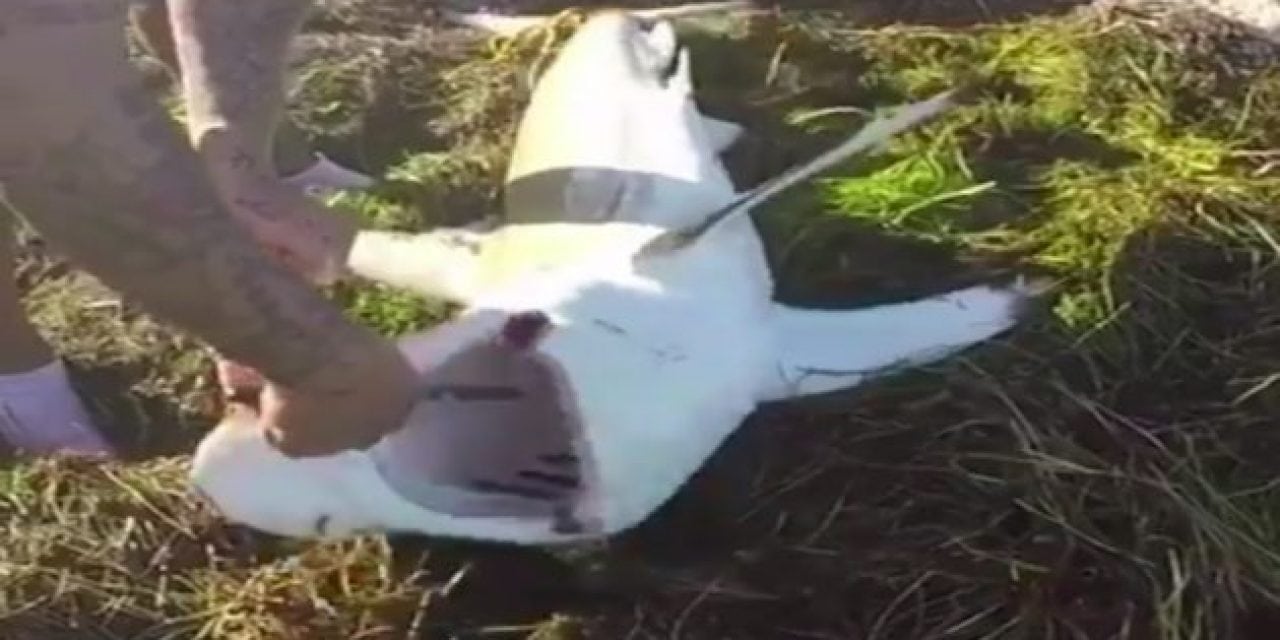 Here’s Why Removing a Hook from a Beached Shark is Dangerous