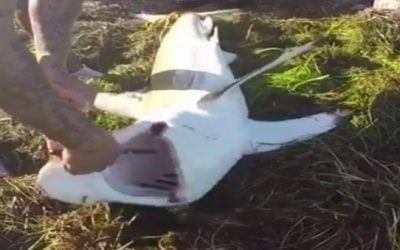 Here’s Why Removing a Hook from a Beached Shark is Dangerous