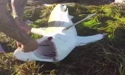 Here’s Why Removing a Hook from a Beached Shark is Dangerous