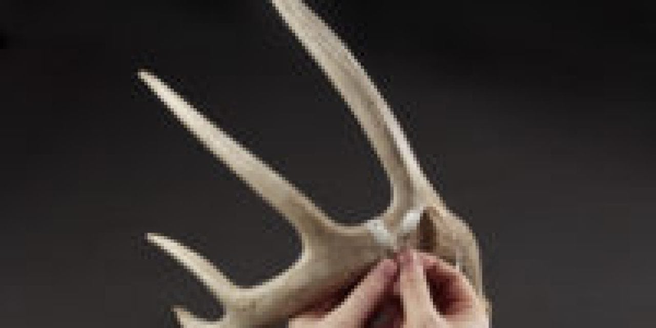 How Much Do Deer Antlers Shrink?