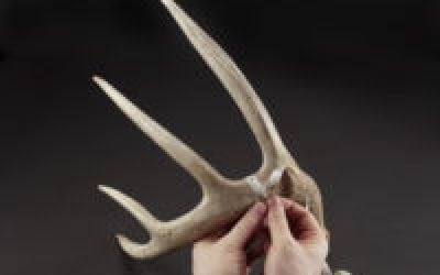 How Much Do Deer Antlers Shrink?