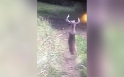 Huge Buck Launches Himself to His Death