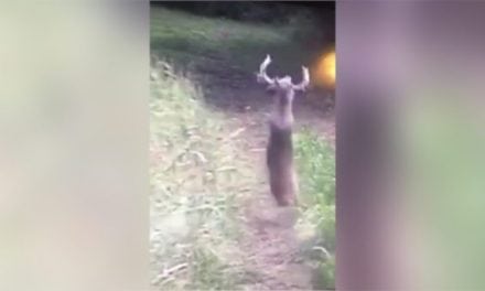 Huge Buck Launches Himself to His Death
