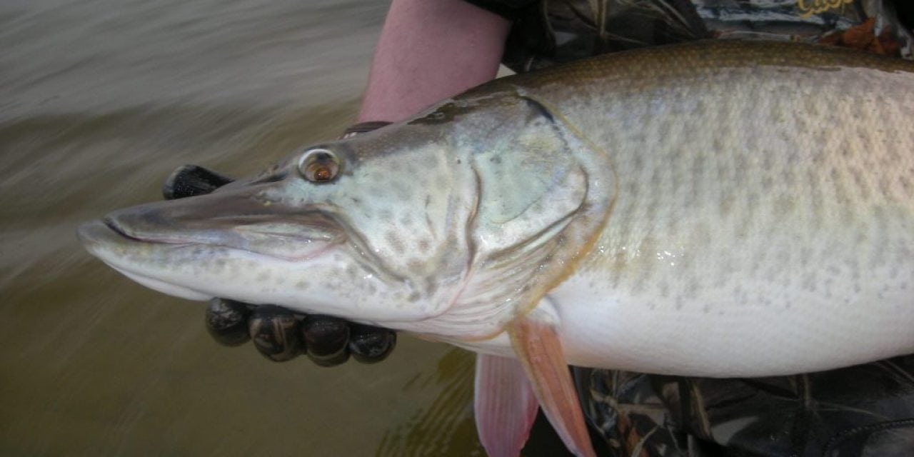 Huskerland Muskie Hunters