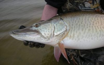 Huskerland Muskie Hunters