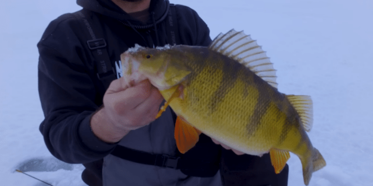 Idaho’s Cascade Lake Produces Some Monster Perch