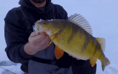 Idaho’s Cascade Lake Produces Some Monster Perch