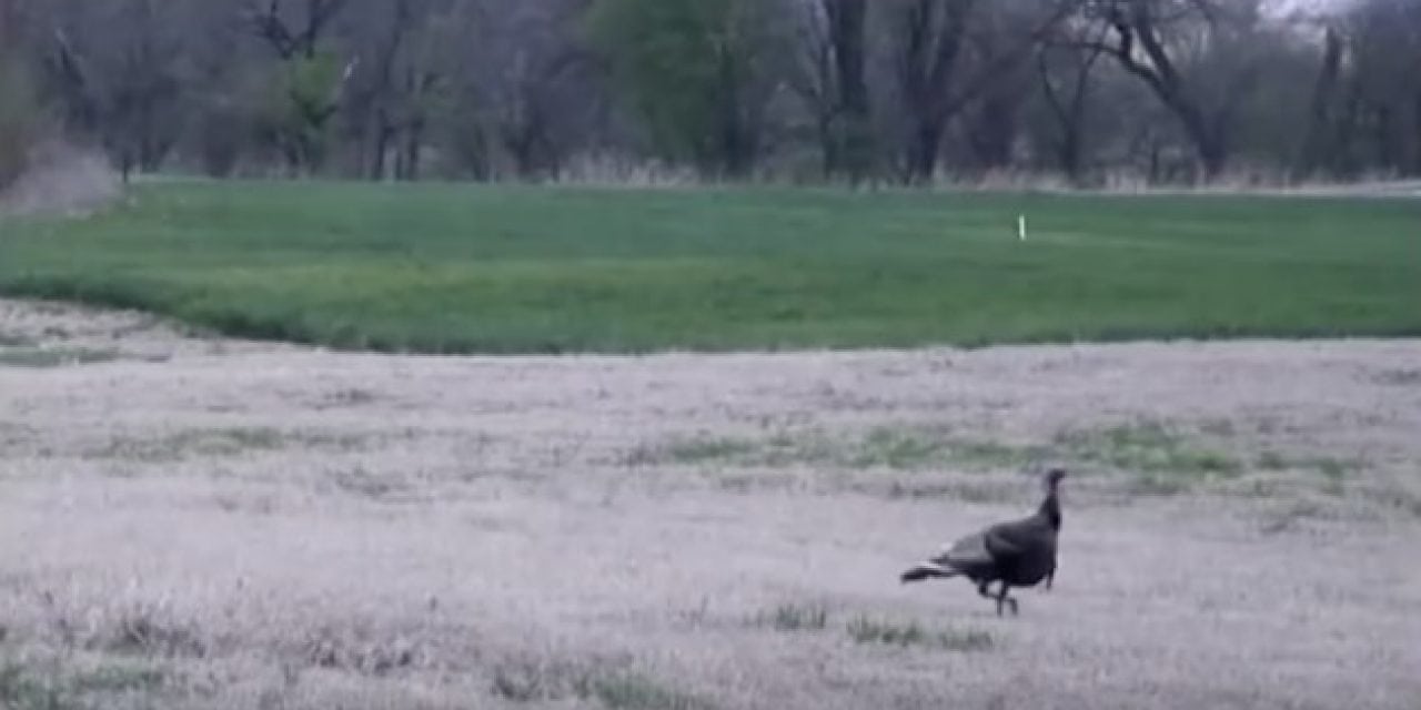 Is This 105-Yard Turkey Kill with a Bow Even Possible?