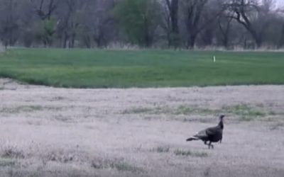 Is This 105-Yard Turkey Kill with a Bow Even Possible?