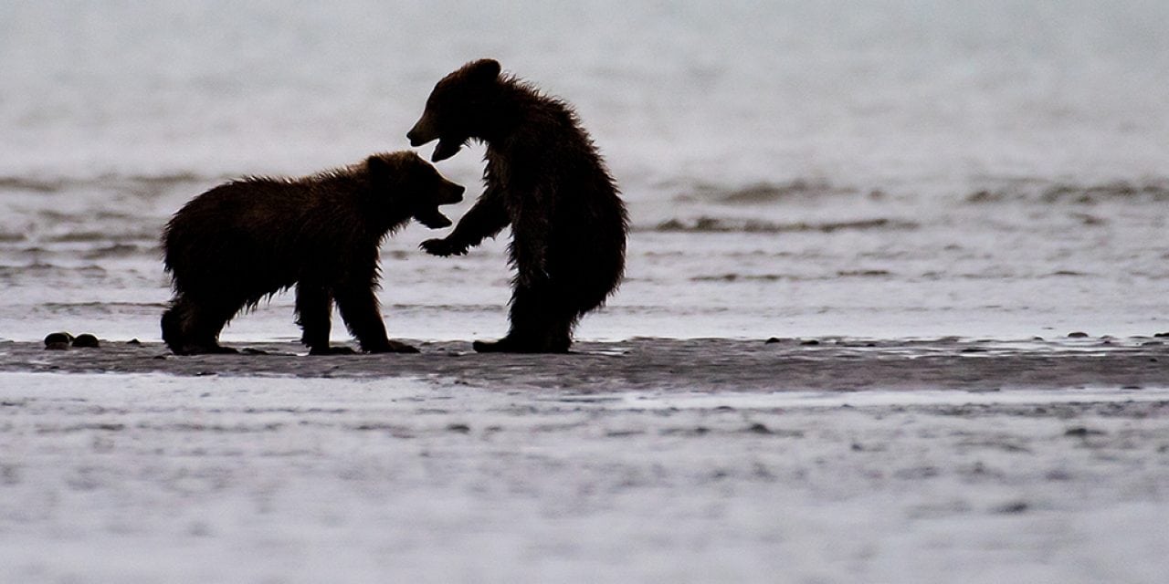 Last Frame: Bears At Play