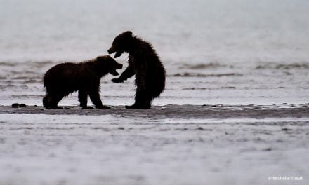 Last Frame: Bears At Play