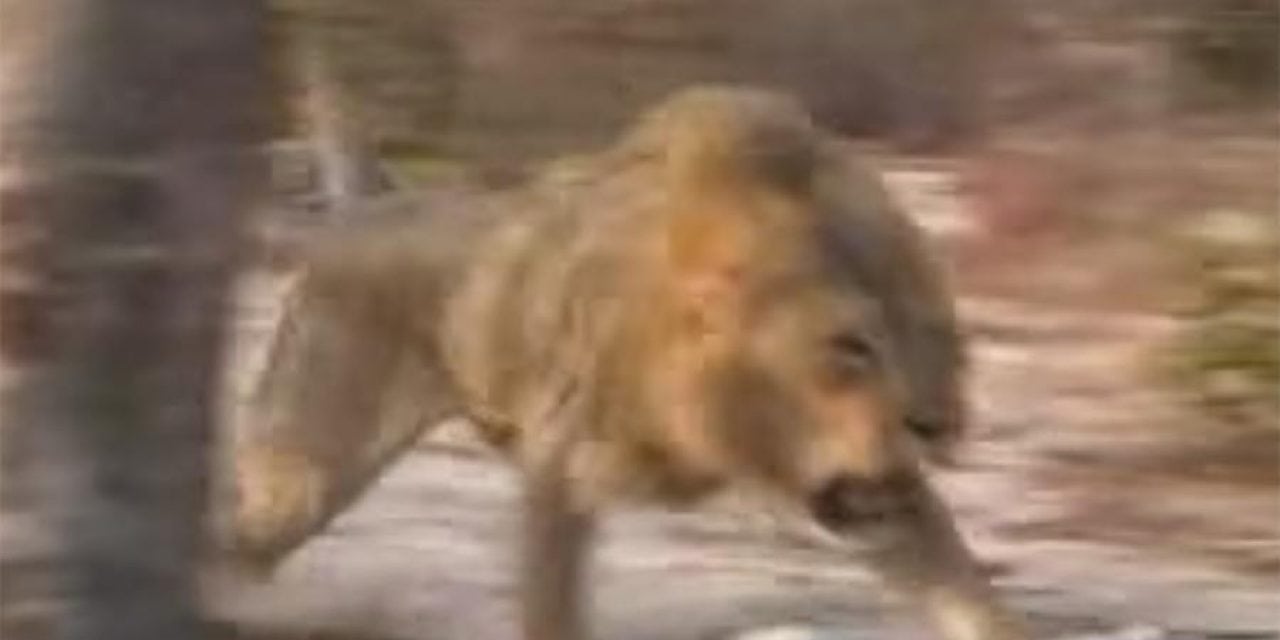 Lions Come Out of Nowhere to Charge Hunters