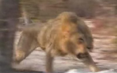 Lions Come Out of Nowhere to Charge Hunters