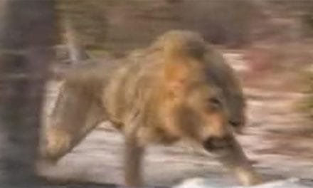 Lions Come Out of Nowhere to Charge Hunters
