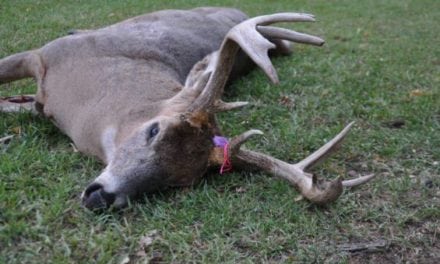 Minnesota and South Dakota Working Hard to Understand CWD Impact