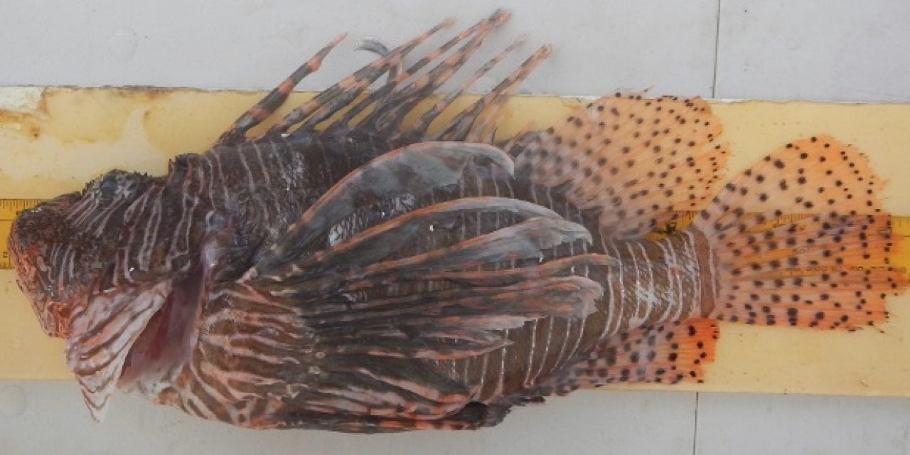 NOAA Seeks Comment on Test Trapping for Lionfish