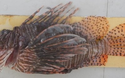 NOAA Seeks Comment on Test Trapping for Lionfish