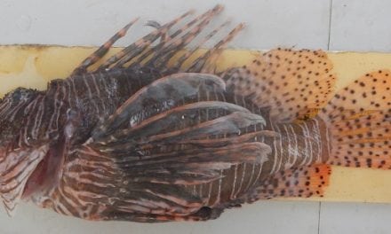 NOAA Seeks Comment on Test Trapping for Lionfish