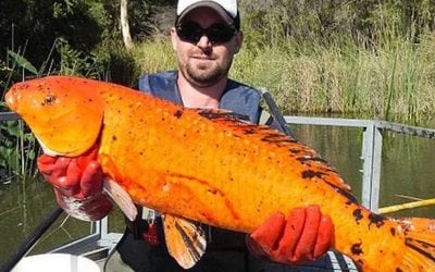 Pet Goldfish Released in Australia, Turn Into Monsters