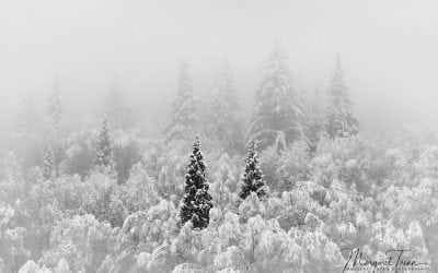 Photo Of The Day By Margaret Trenn