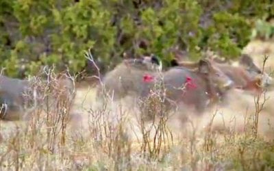 Pigman Pulverizes Two Pigs with One Arrow