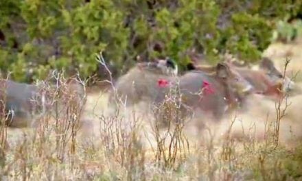 Pigman Pulverizes Two Pigs with One Arrow