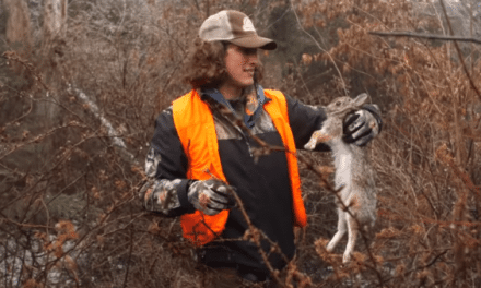 Rabbit Hunting: Kicking the Thick Brush for Bunnies