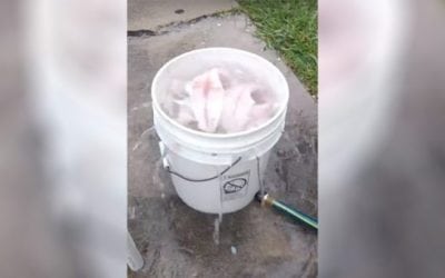 Redneck Fish Filet Cleaner is Absolutely Genius
