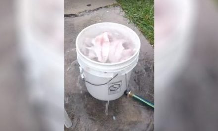 Redneck Fish Filet Cleaner is Absolutely Genius