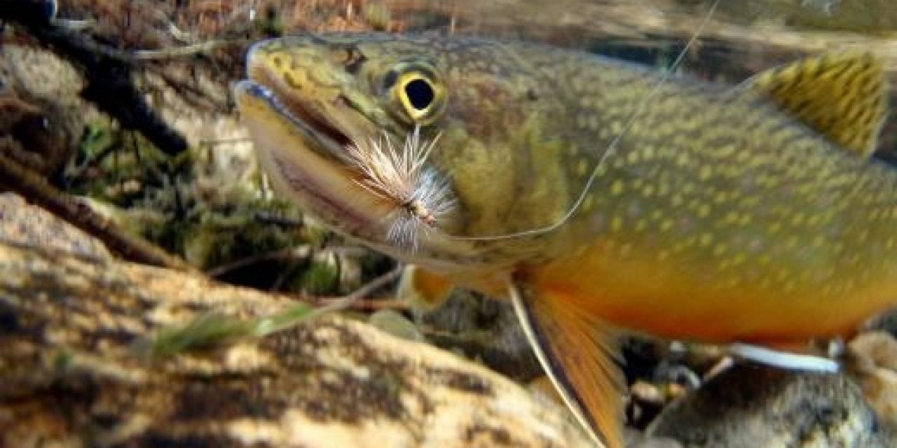 Restoring Virginia Brook Trout Habitat By Trout Unlimited Works