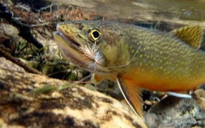 Restoring Virginia Brook Trout Habitat By Trout Unlimited Works