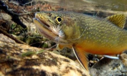 Restoring Virginia Brook Trout Habitat By Trout Unlimited Works