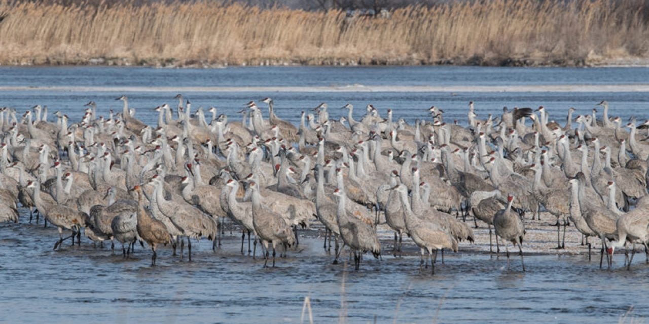 Sandhill Crane Migration