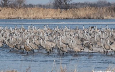Sandhill Crane Migration