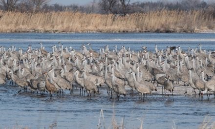 Sandhill Crane Migration