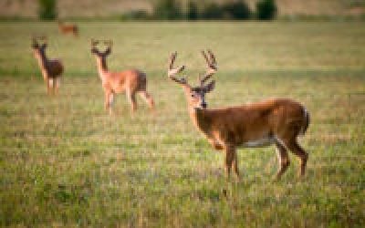 See More Deer by Understanding These Deer Facts