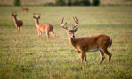 See More Deer by Understanding These Deer Facts