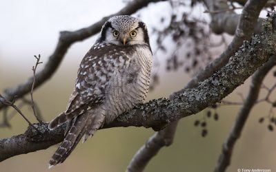 Showcase: January/February 2018