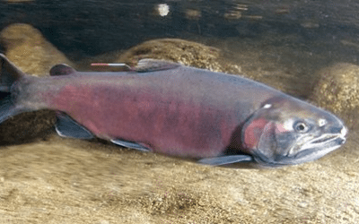 Sportfishing Leaders Converge on Washington