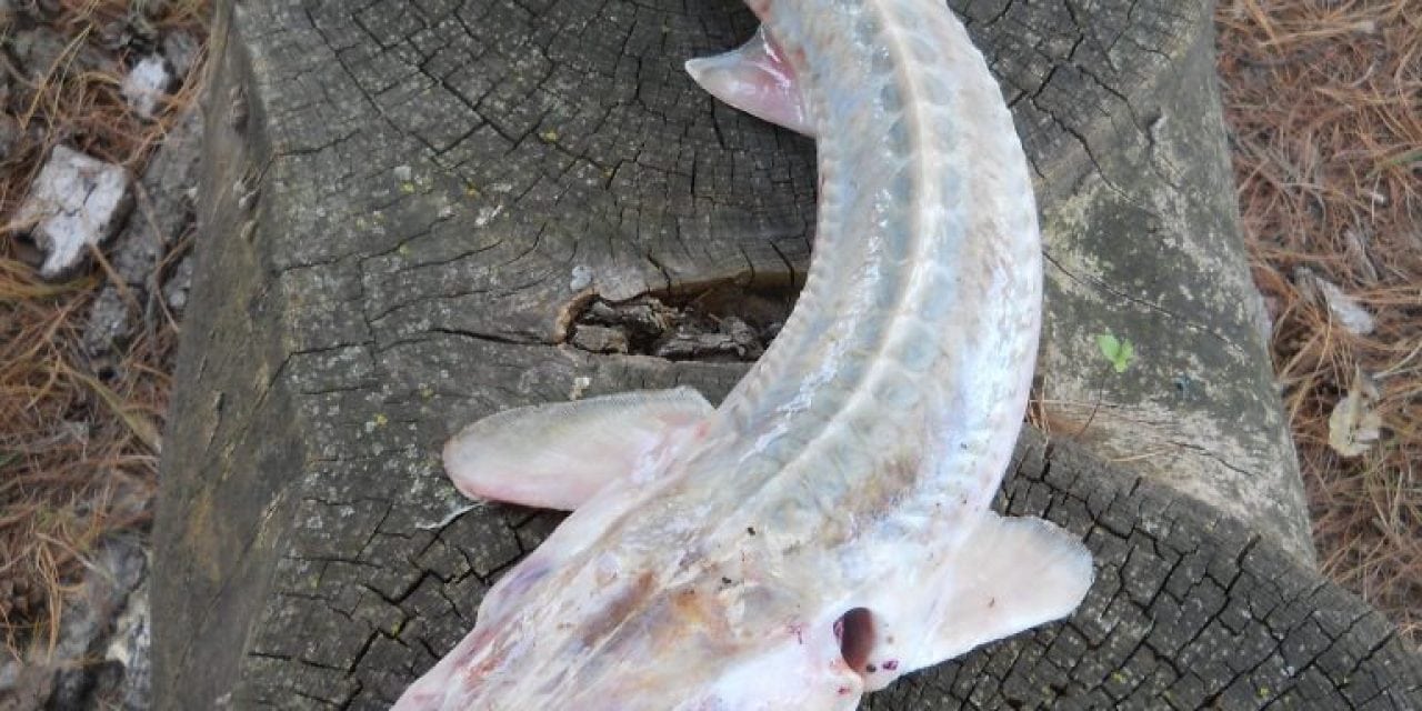 Sturgeon Identification