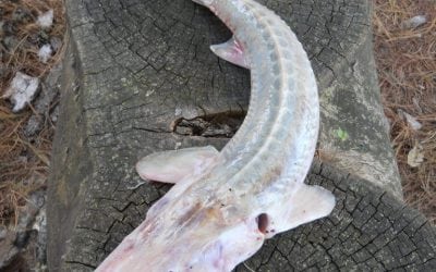 Sturgeon Identification