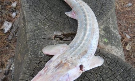 Sturgeon Identification