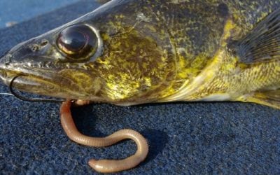 Take This Ohio Walleye Survey and Provide Feedback on the Fishery
